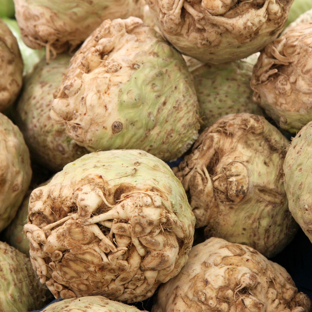 Knolselderij Monarch