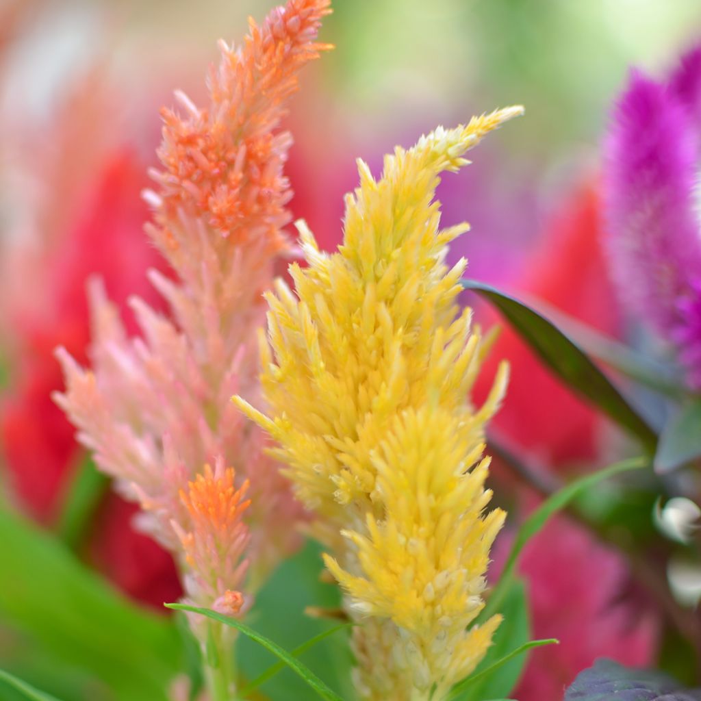Hanekam Kelos Fire Geel in plantgoed - Celosia cristata