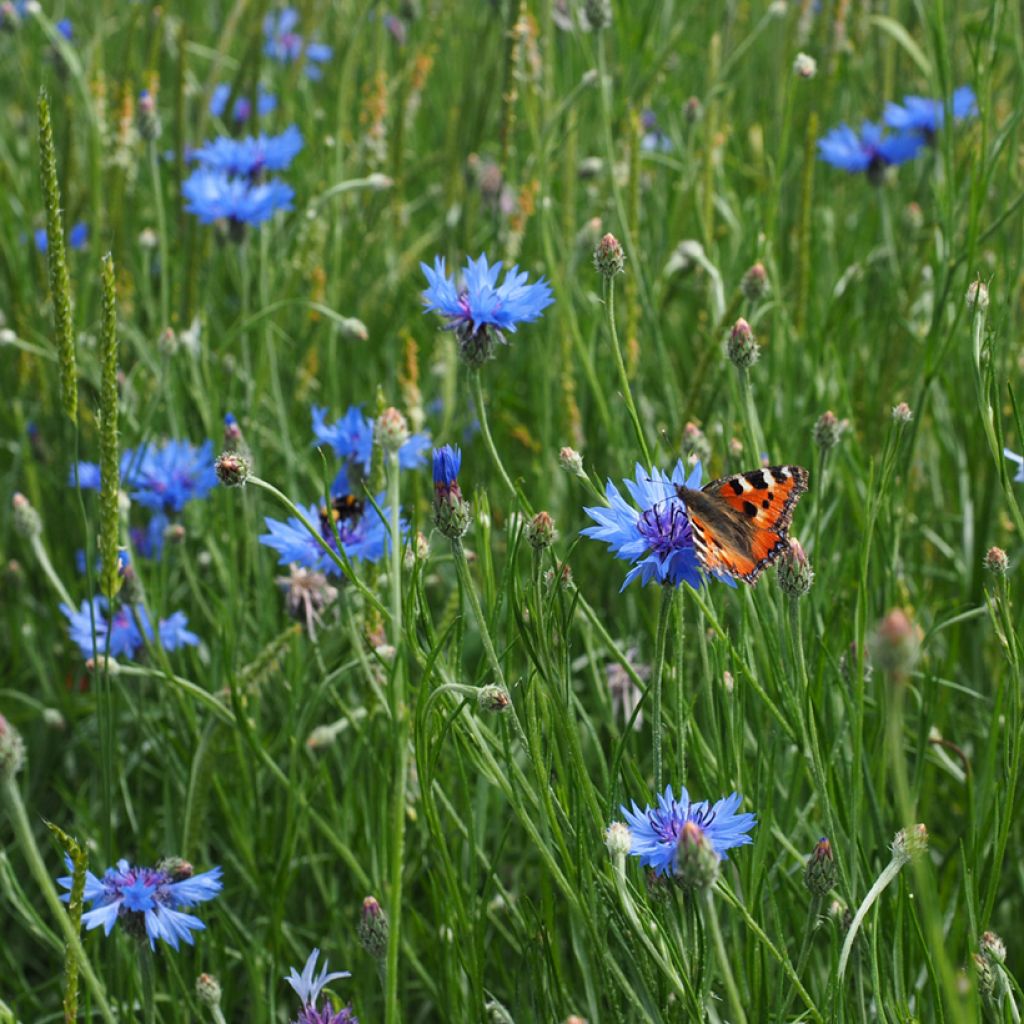 Wilde korenbloem (zaad) - Centaurea cyanus