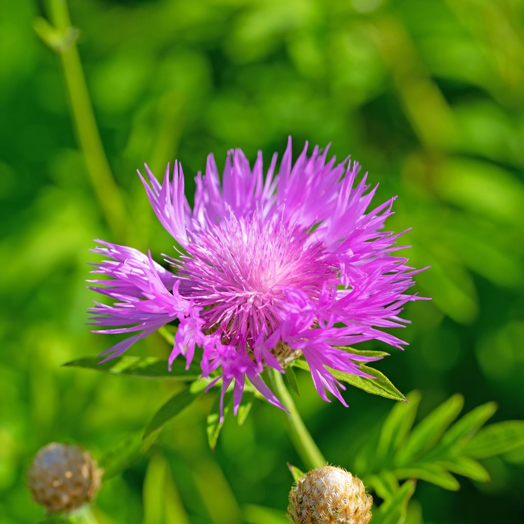 Centaurea dealbata - Perzische korenbloem