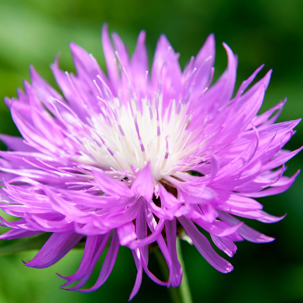 Centaurea dealbata - Perzische korenbloem