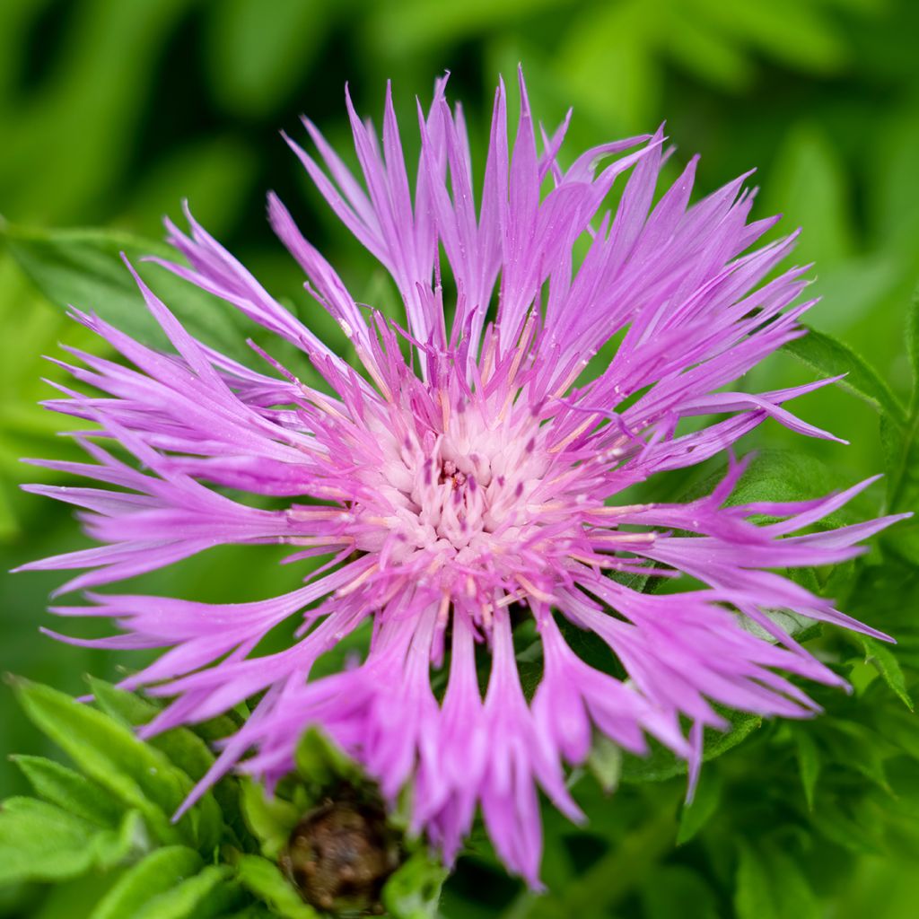 Centaurea dealbata - Perzische korenbloem