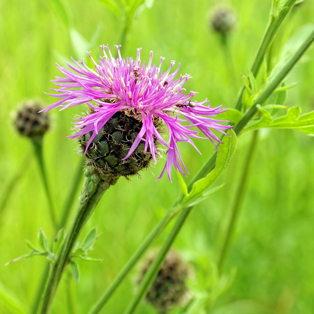Centaurea jacea - Knoopkruid