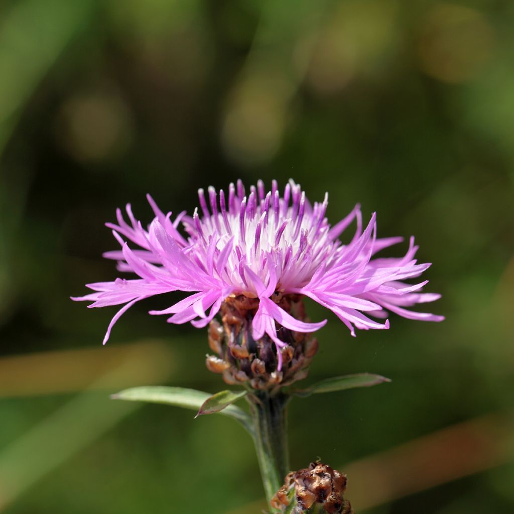 Centaurea jacea - Knoopkruid
