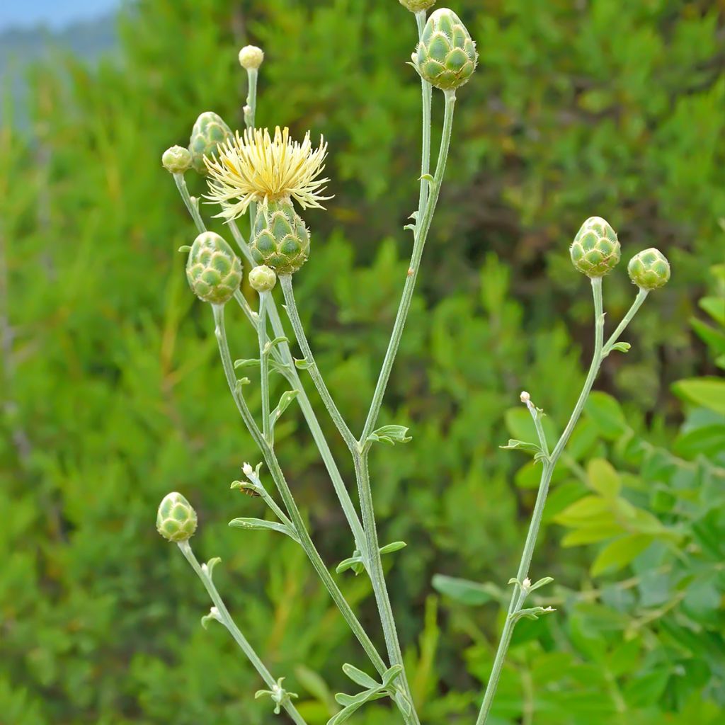 Centaurea orientalis - Centaurie