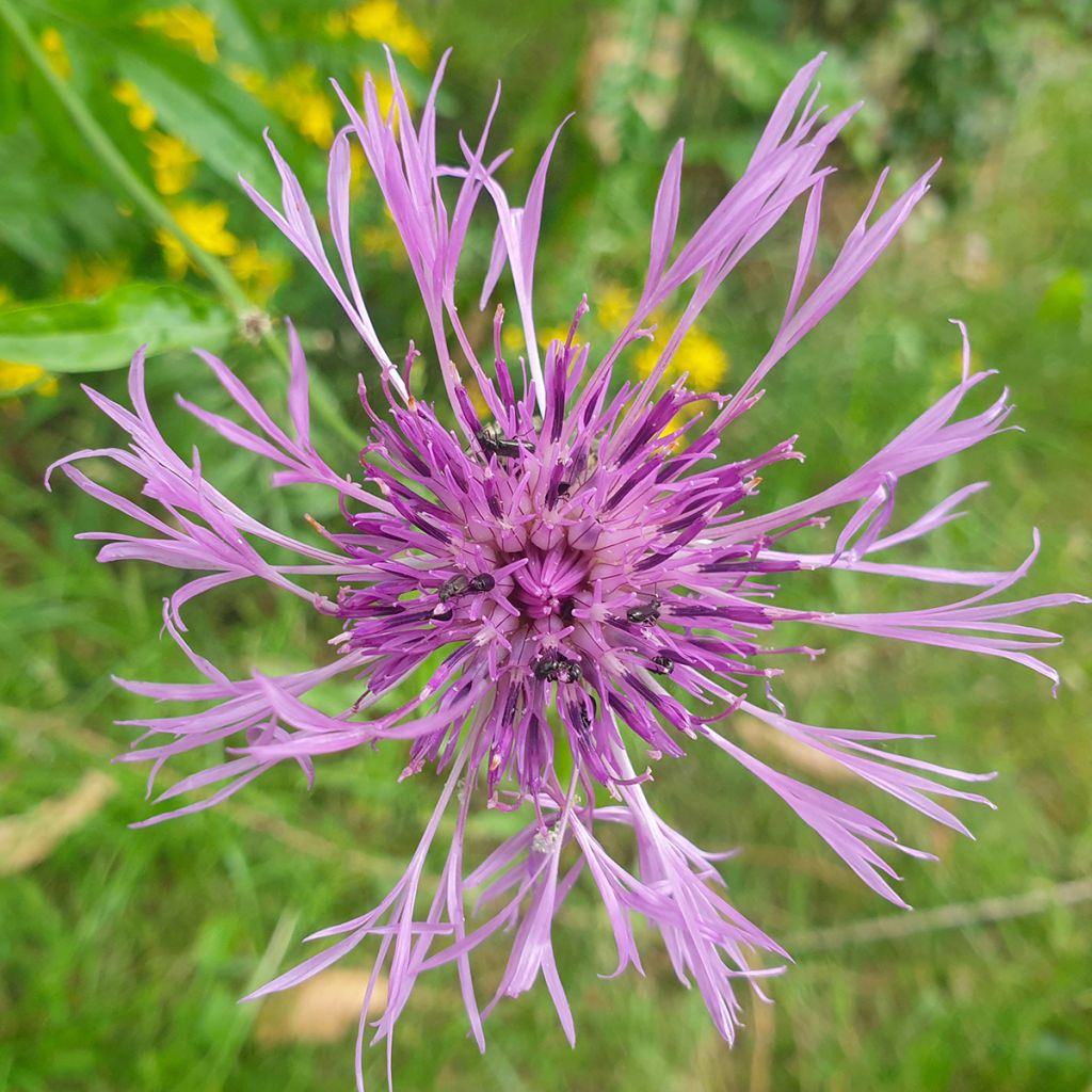 Centaurea scabiosa (zaad) - Grote centaurie