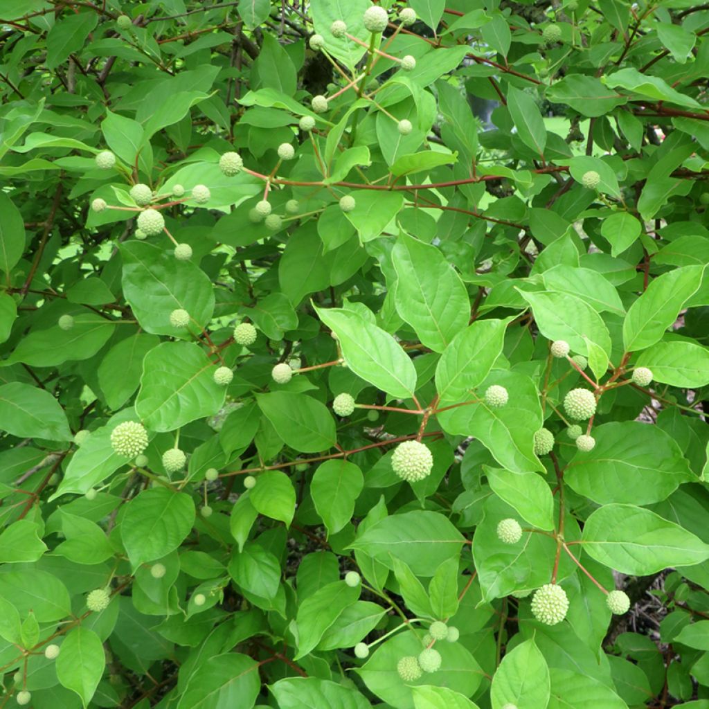 Cephalanthus occidentalis Moonlight Fantasy - Kogelbloem