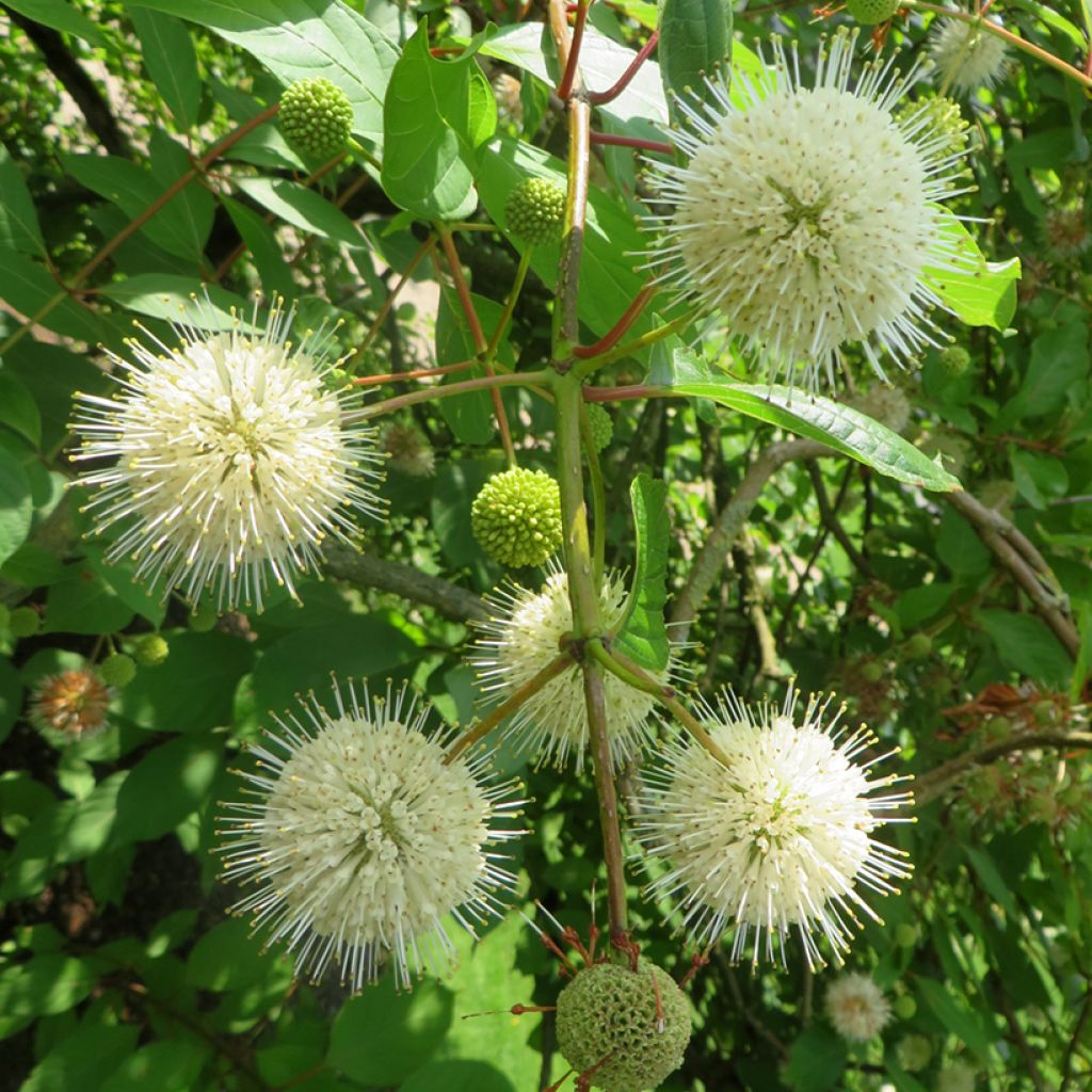 Cephalanthus occidentalis Moonlight Fantasy - Kogelbloem