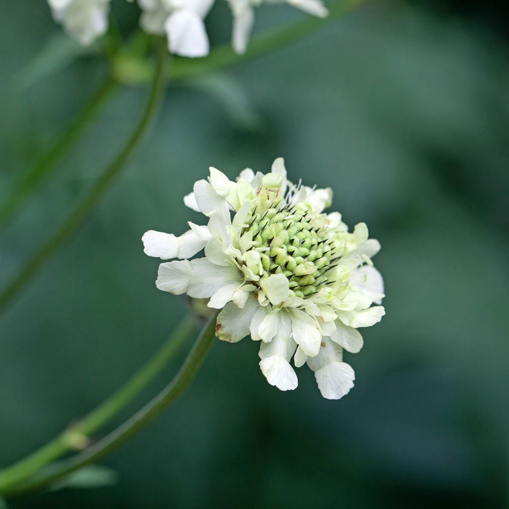 Cephalaria alpina - Plathoofd