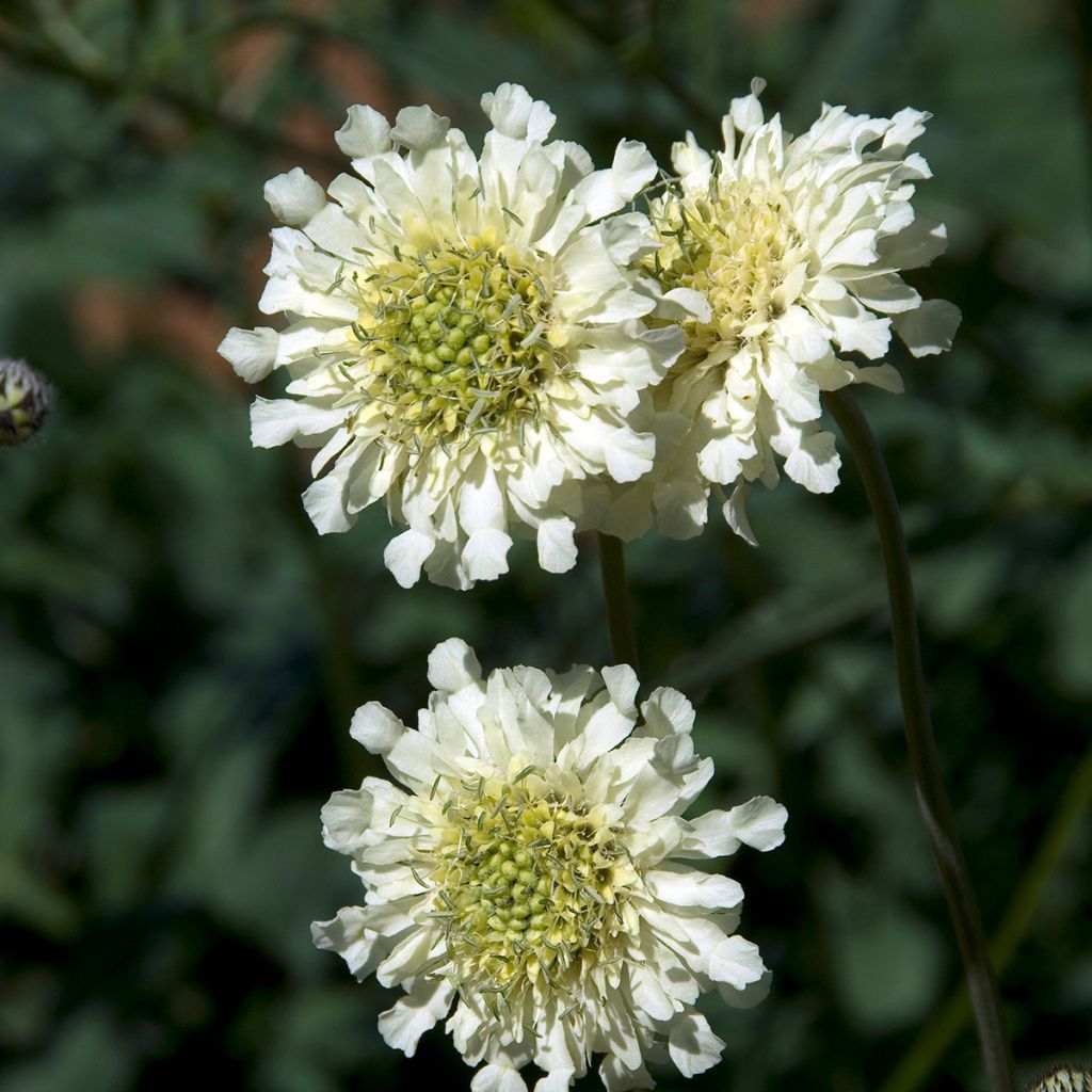 Cephalaria alpina - Plathoofd