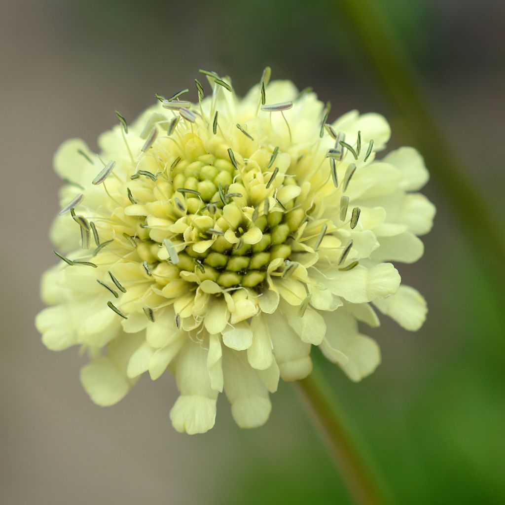 Cephalaria gigantea - Reuzenscabiosa