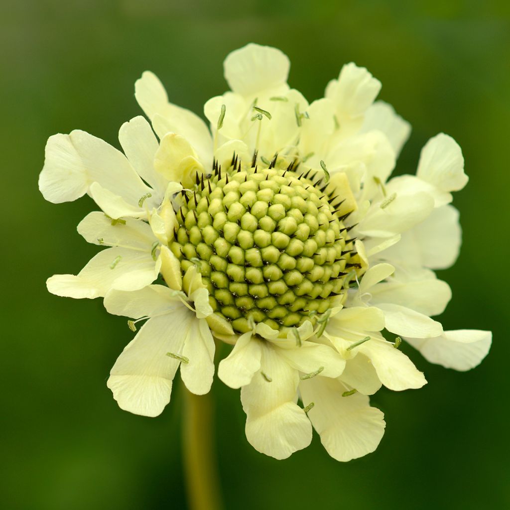 Cephalaria gigantea - Reuzenscabiosa