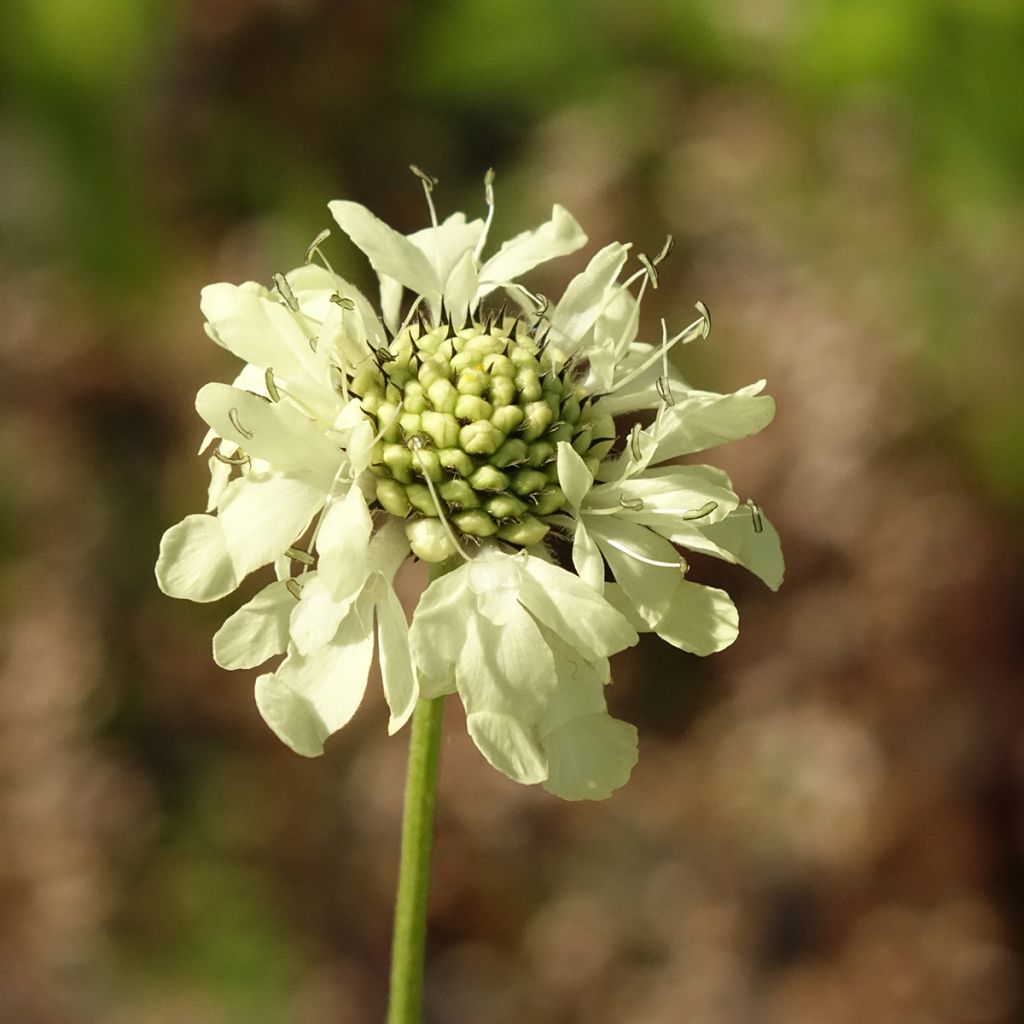 Cephalaria gigantea - Reuzenscabiosa