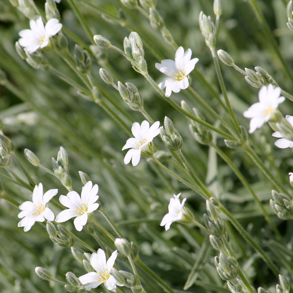 Cerastium biebersteinii - Hoornbloem