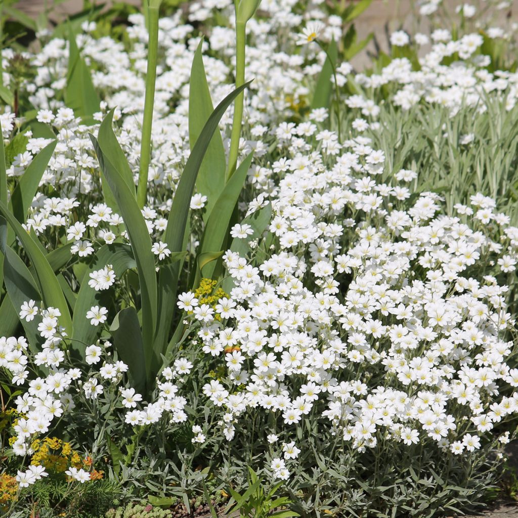 Cerastium biebersteinii - Hoornbloem