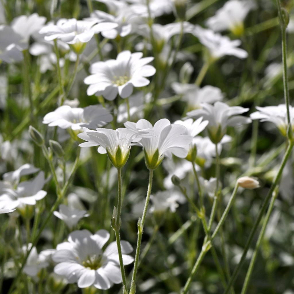 Cerastium biebersteinii - Hoornbloem