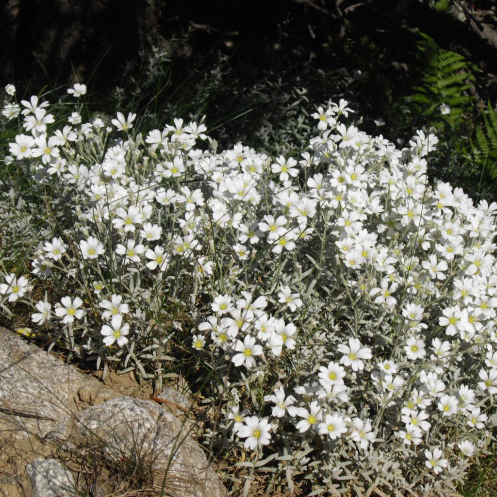 Cerastium tomentosum Yo Yo - Viltige hoornbloem