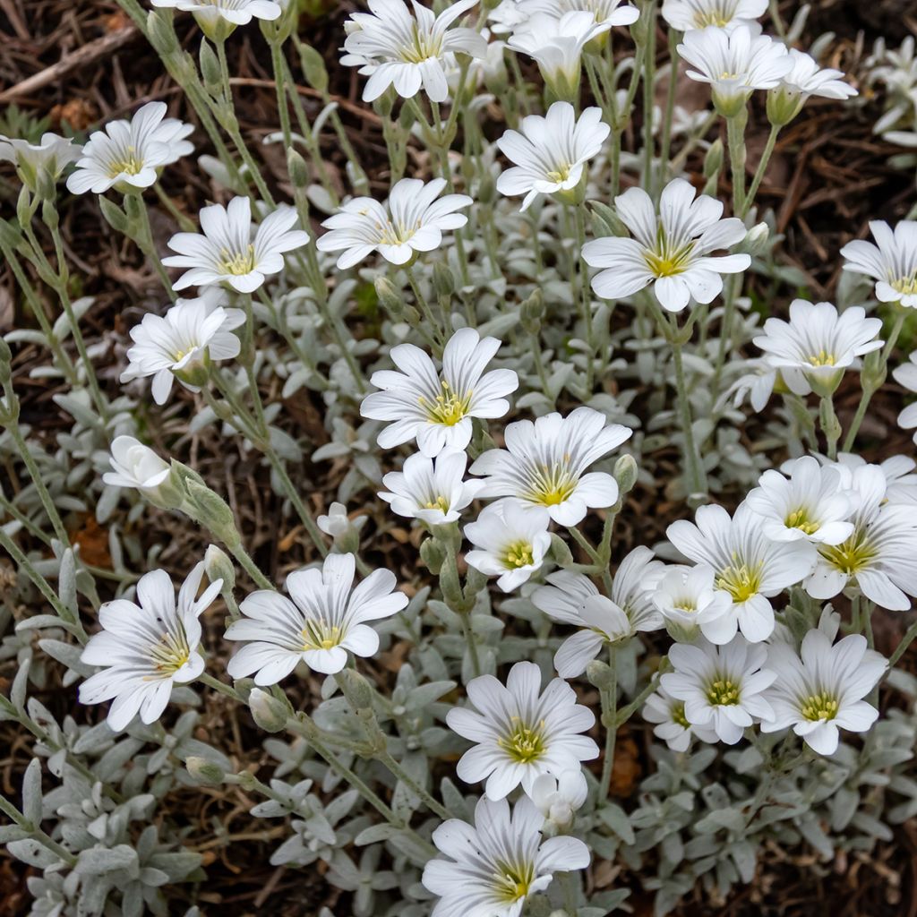 Cerastium tomentosum var. columnae - Viltige hoornbloem