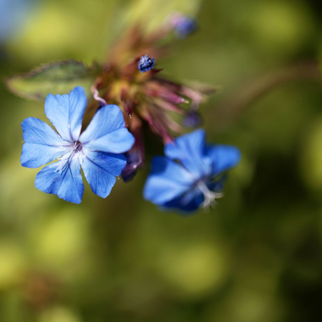 Ceratostigma griffithii - Loodkruid