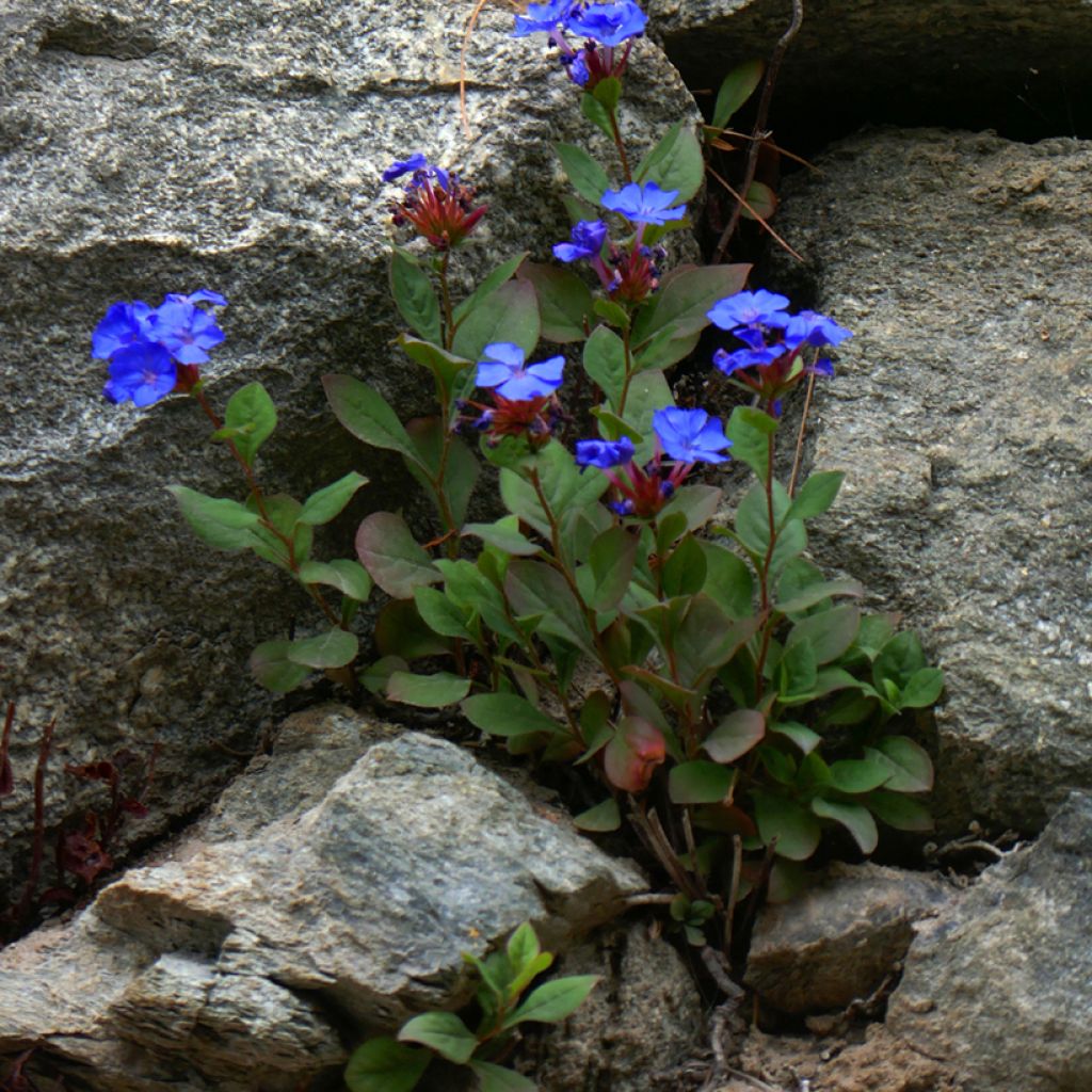 Ceratostigma plumbaginoides - Loodkruid