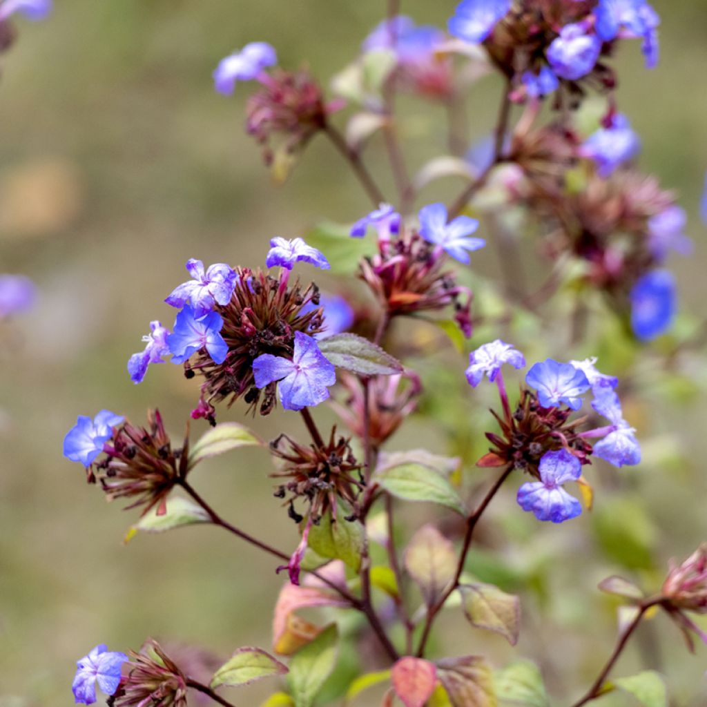 Ceratostigma willmottianum - Loodkruid