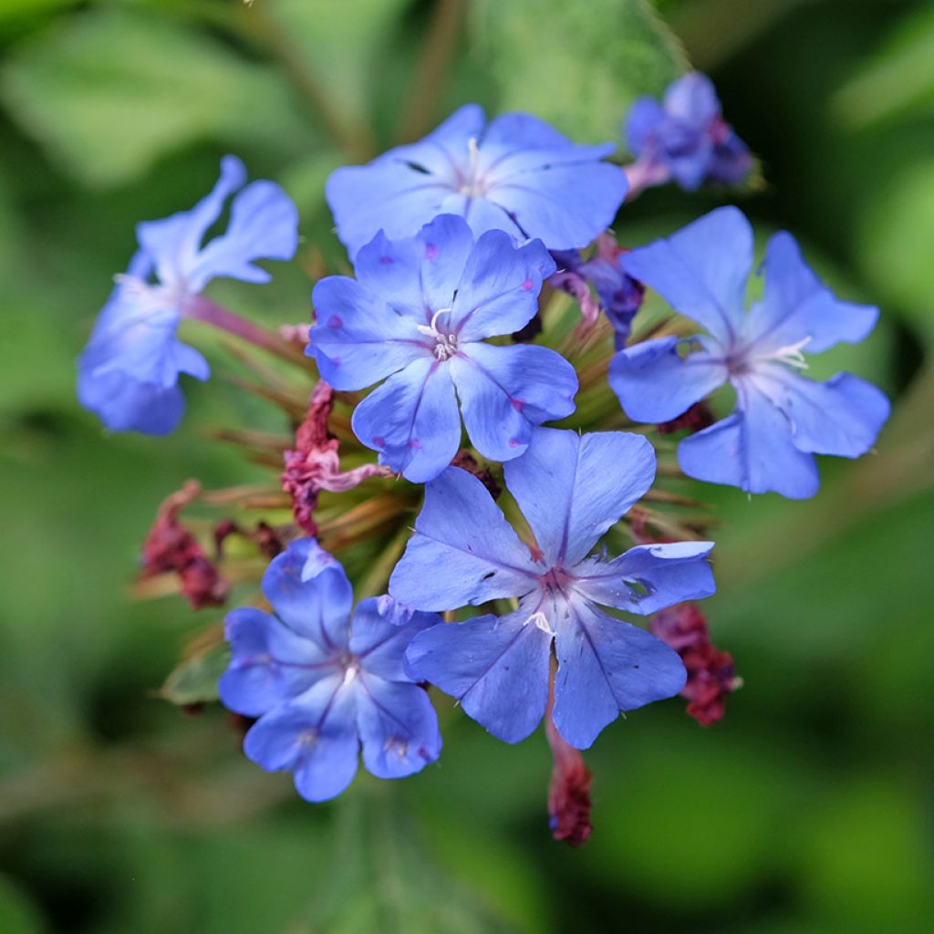 Ceratostigma willmottianum Forest Blue - Loodkruid