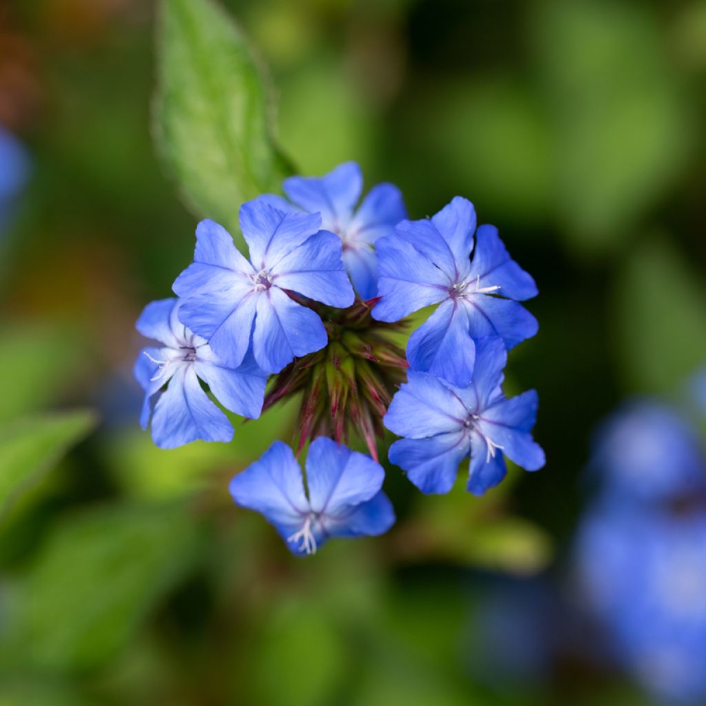Ceratostigma willmottianum Forest Blue - Loodkruid