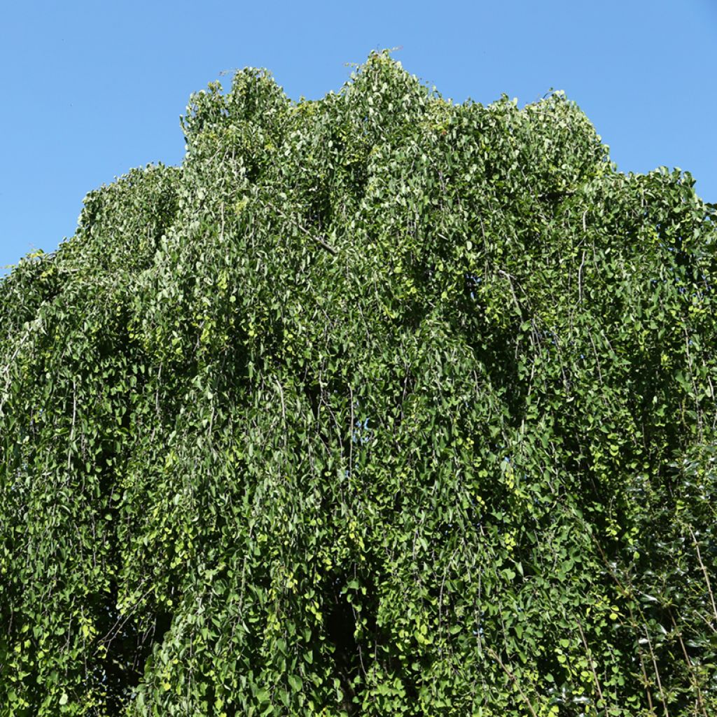 Cercidiphyllum japonicum Morioka Weeping - Katsuraboom