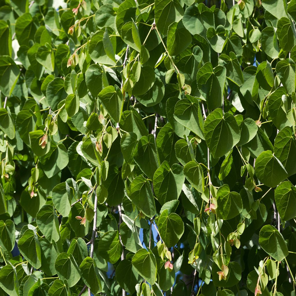 Cercidiphyllum japonicum Pendulum - Katsuraboom