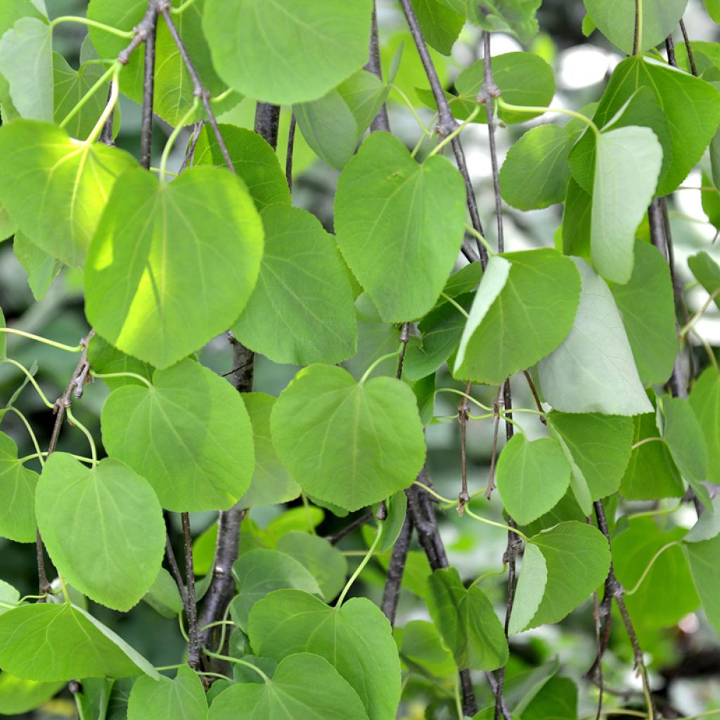 Cercidiphyllum japonicum Pendulum - Katsuraboom