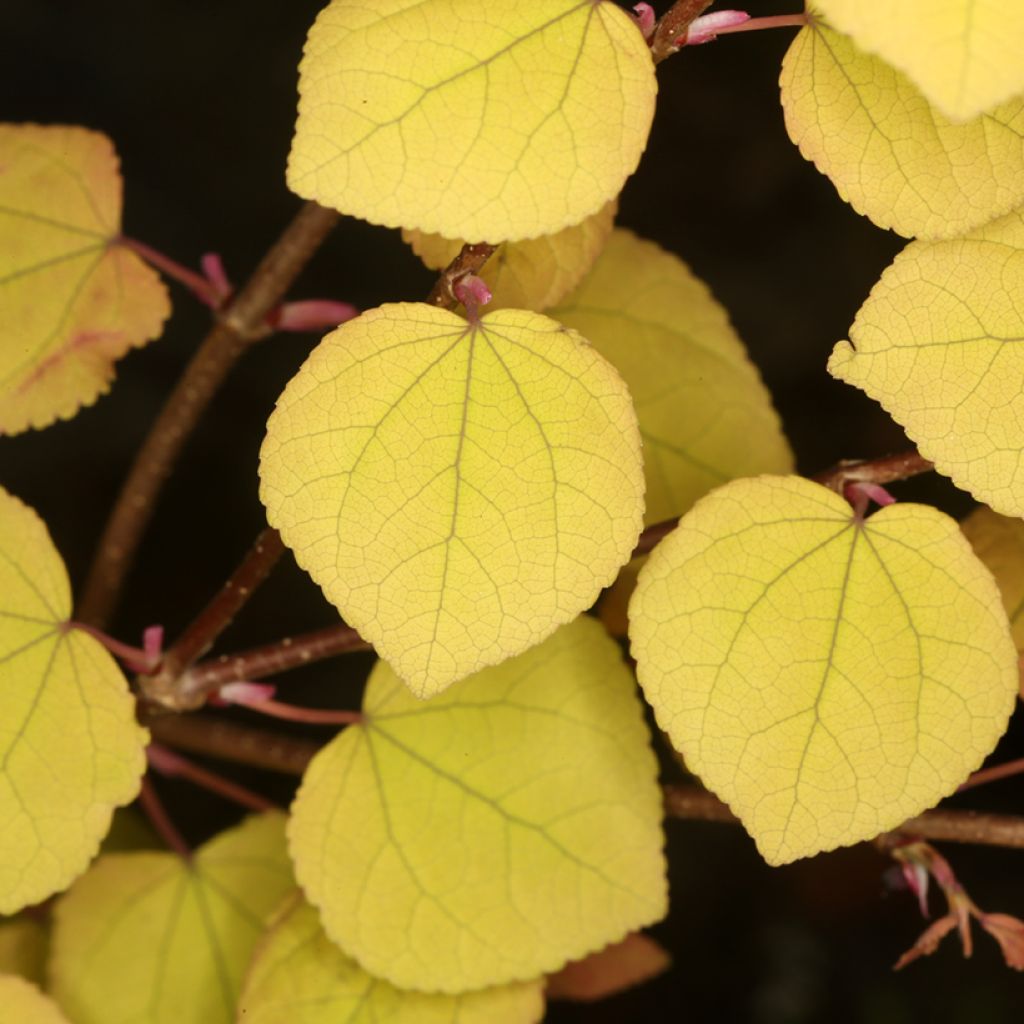 Cercidiphyllum japonicum Râ - Katsuraboom