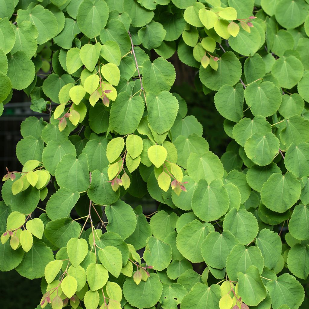 Cercidiphyllum japonicum (zaad) - Katsuraboom