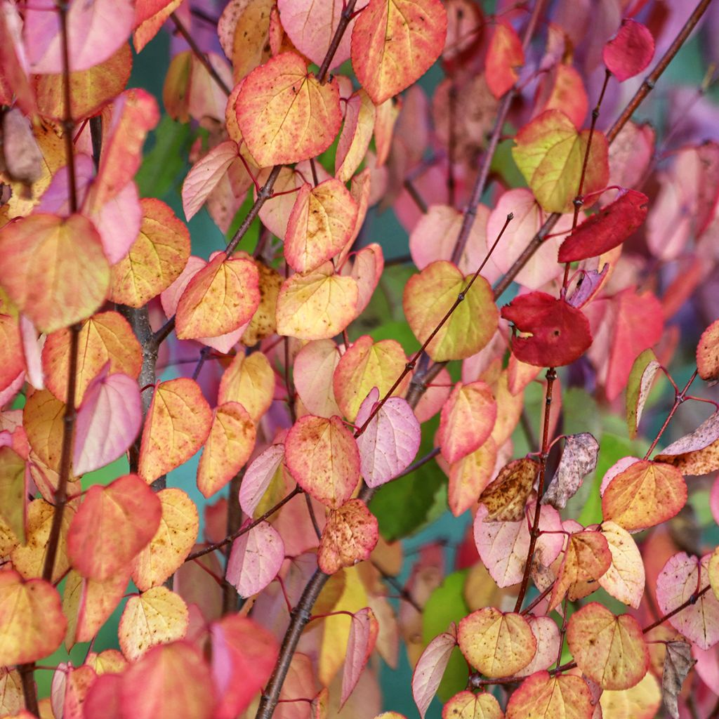 Cercidiphyllum japonicum (zaad) - Katsuraboom