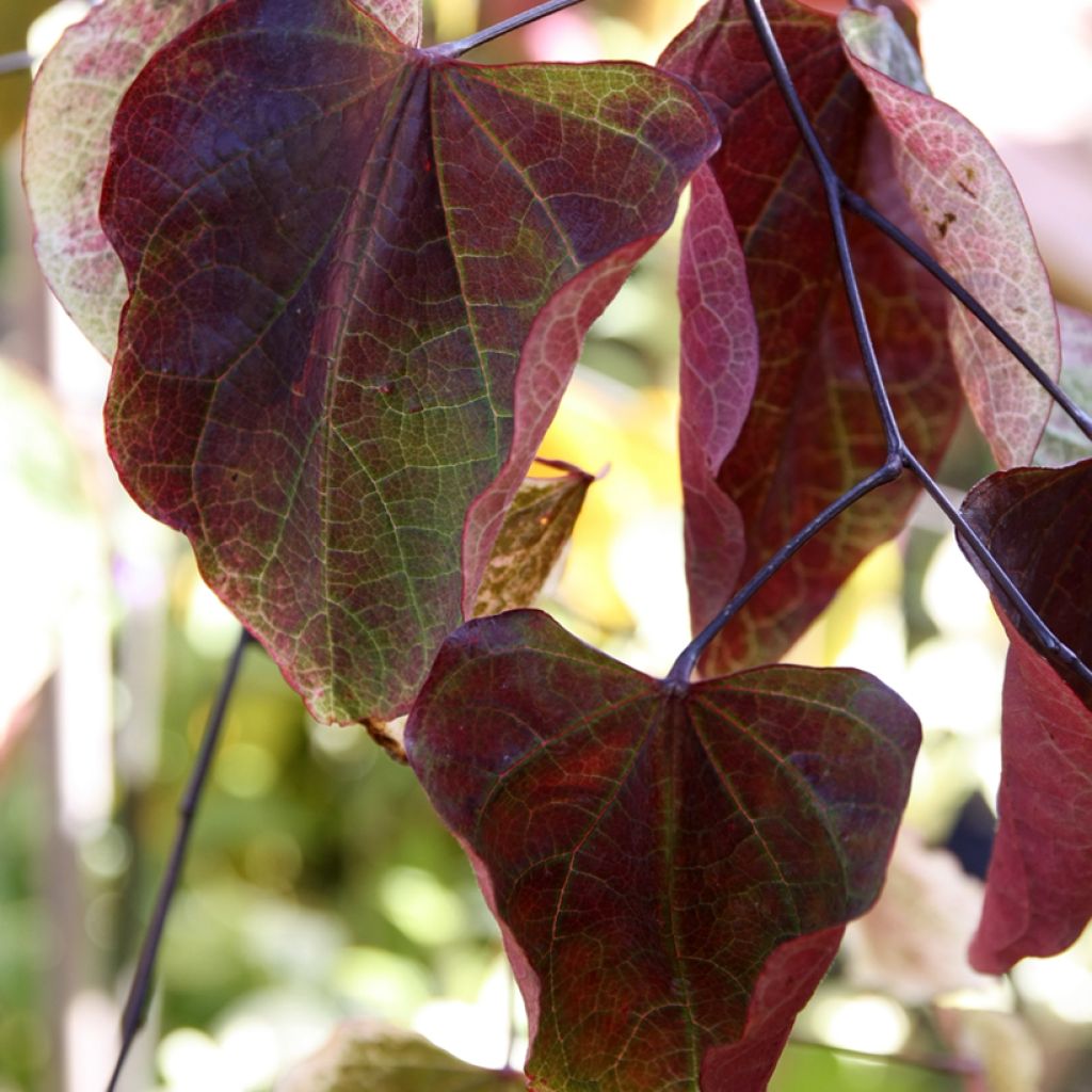 Cercis canadensis Carolina Sweetheart - Amerikaanse Judasboom