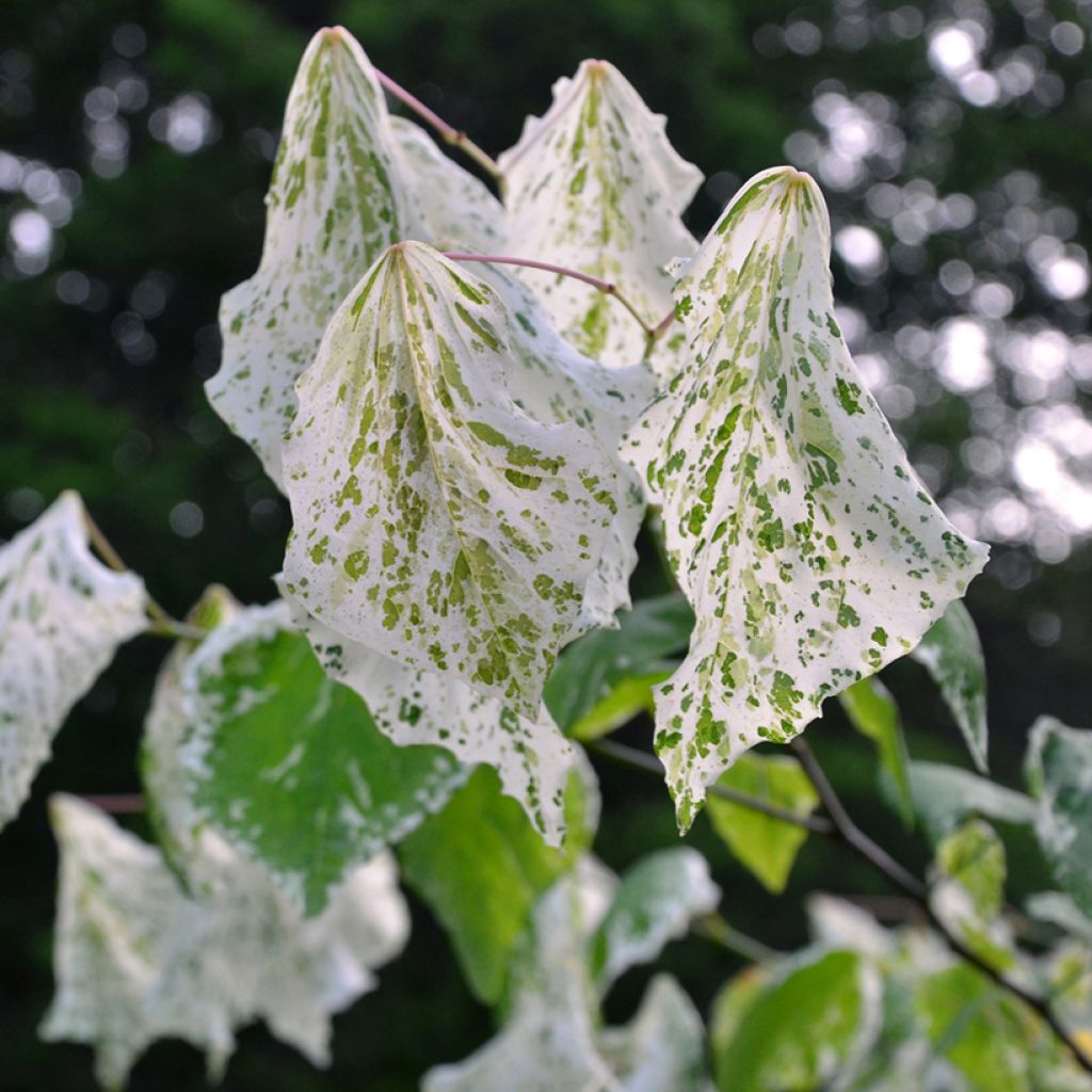 Cercis canadensis Alley Cat - Amerikaanse Judasboom