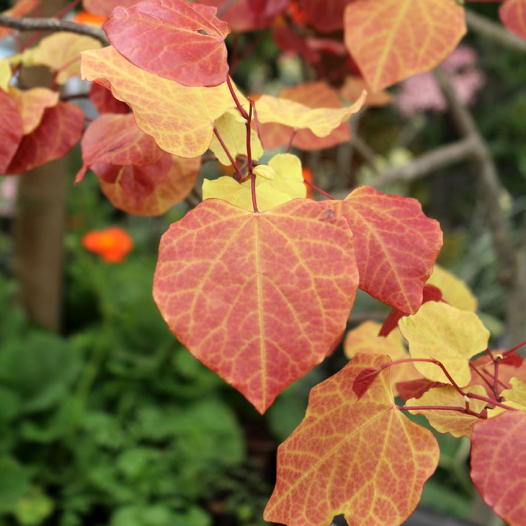 Cercis canadensis Eternal Flame - Amerikaanse Judasboom