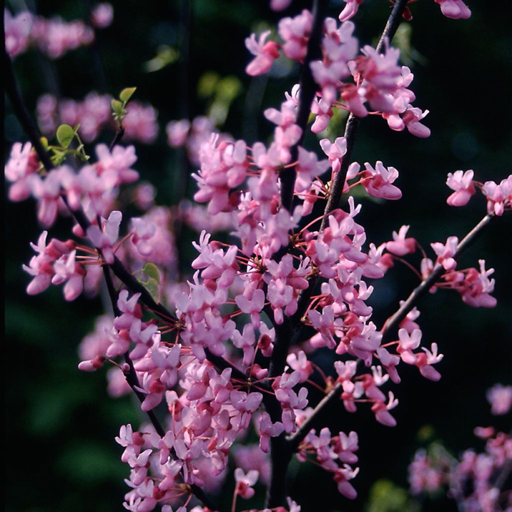 Cercis canadensis - Amerikaanse Judasboom