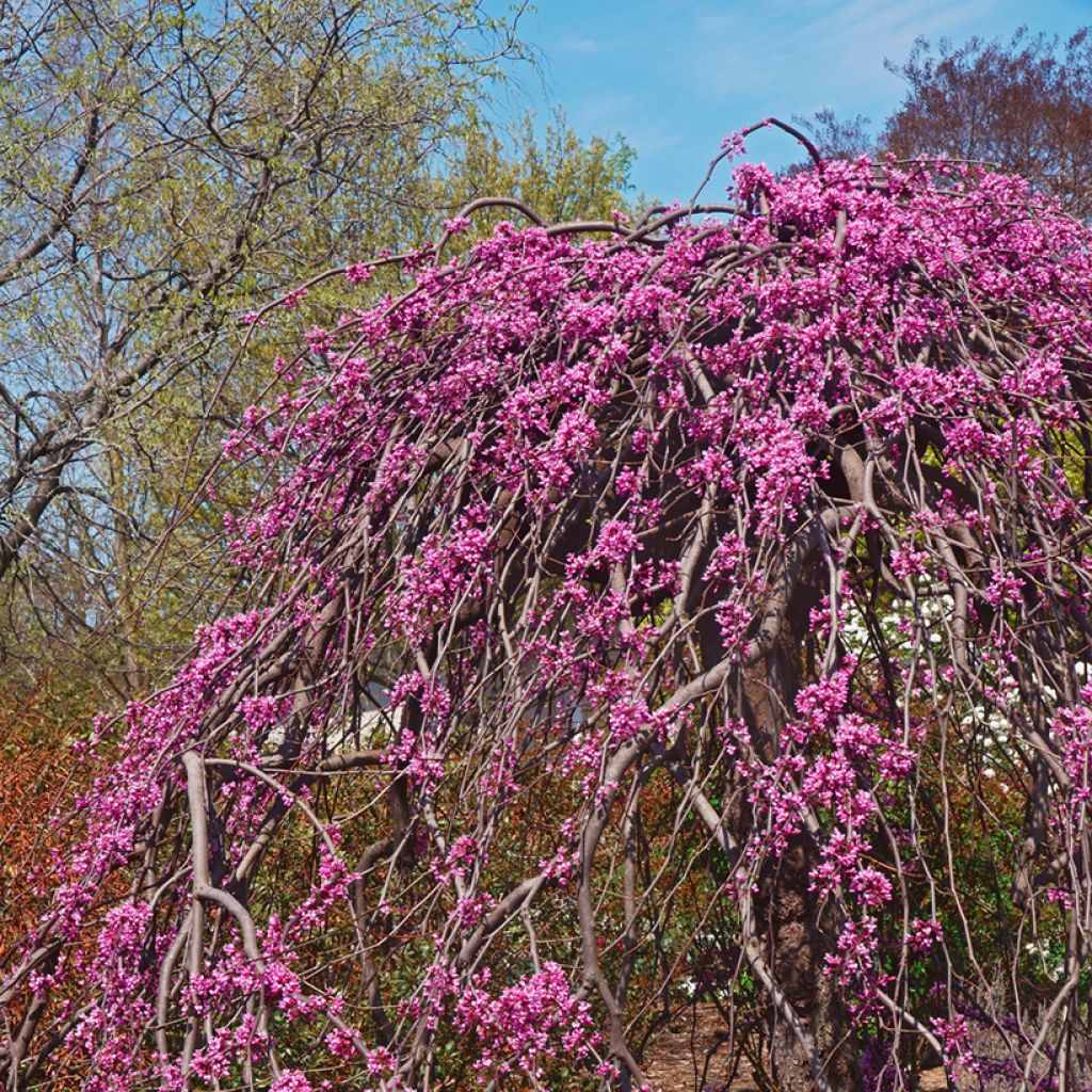 Cercis canadensis Lavender Twist - Amerikaanse Judasboom
