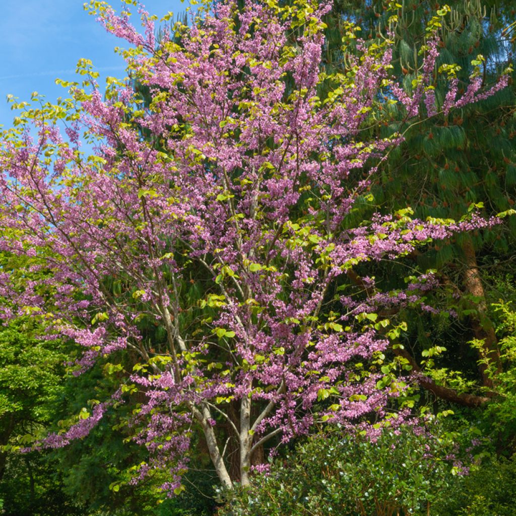 Cercis canadensis - Amerikaanse Judasboom