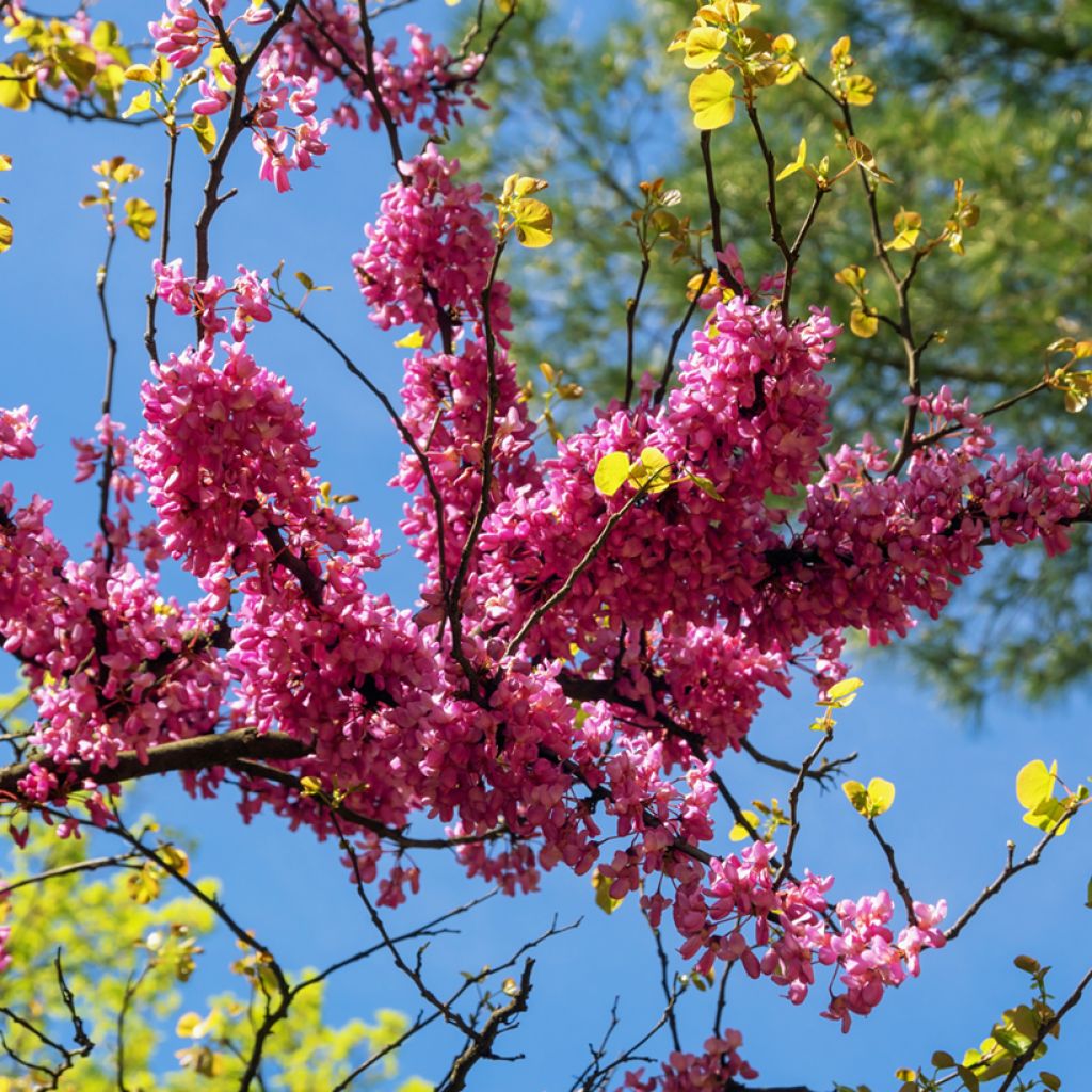 Cercis siliquastrum - Judasboom
