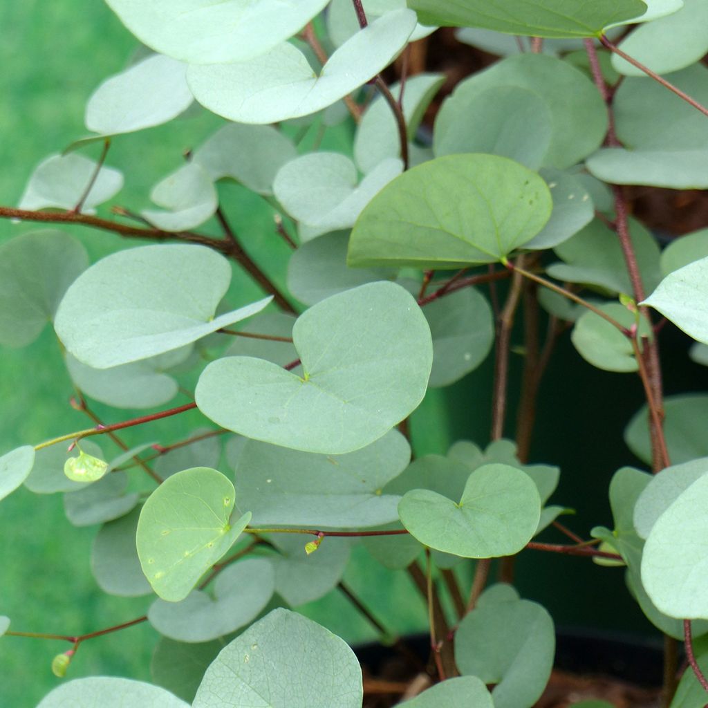 Cercis griffithii Blue Lagoon - Judasboom