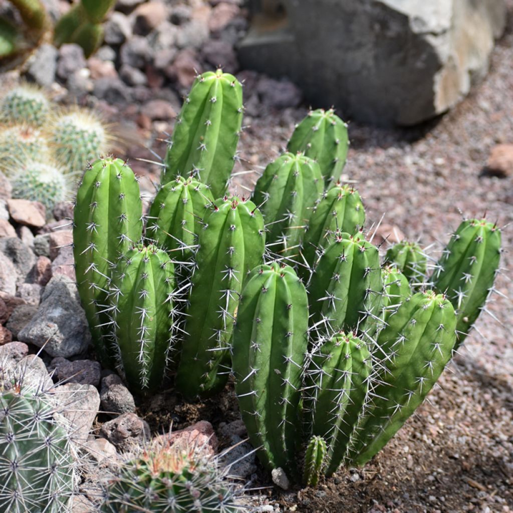 Cereus peruvianus - Zuilcactus