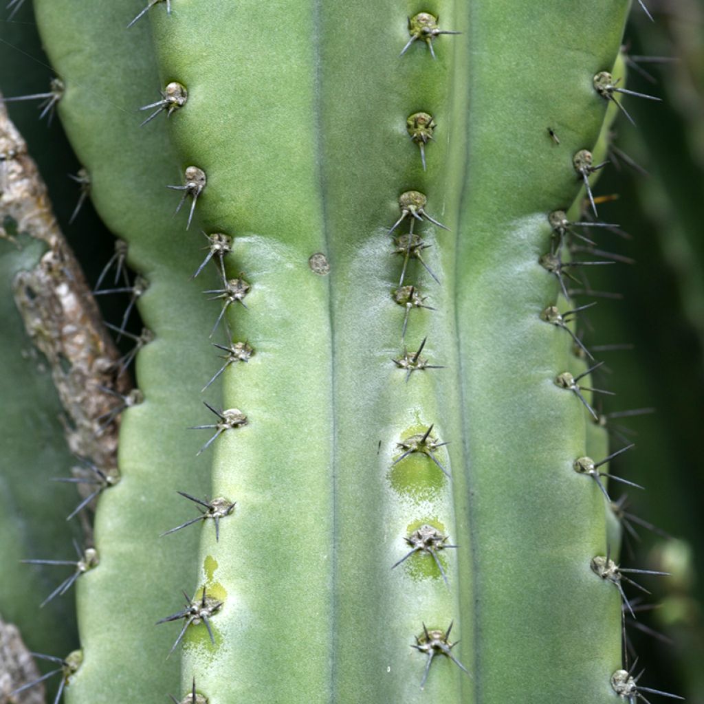 Cereus peruvianus - Zuilcactus