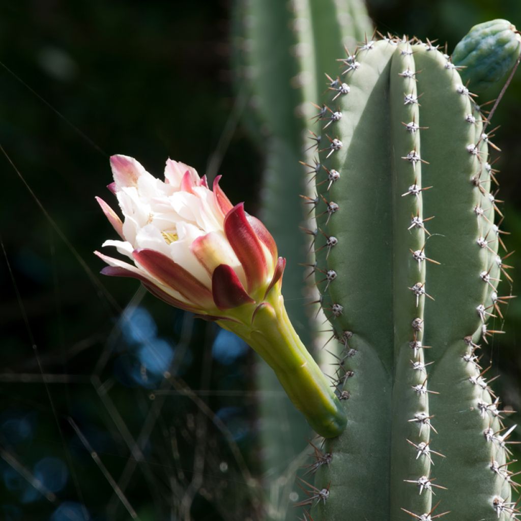 Cereus peruvianus - Zuilcactus
