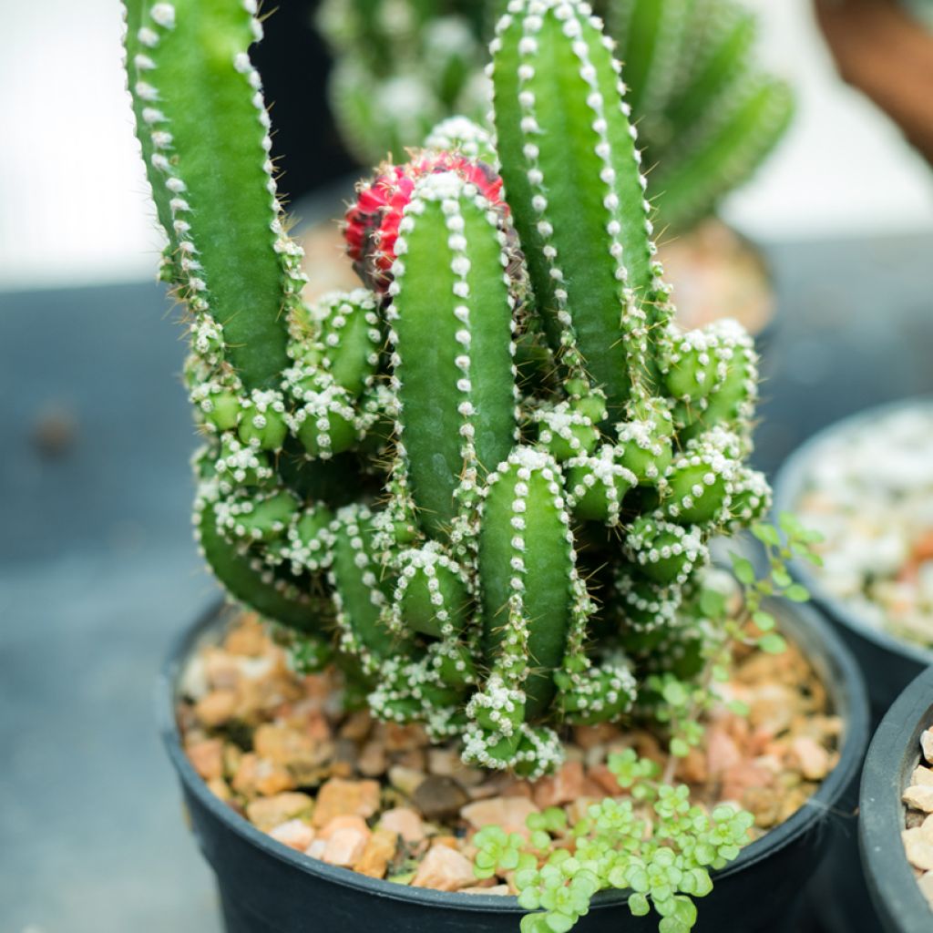 Cereus peruvianus - Zuilcactus