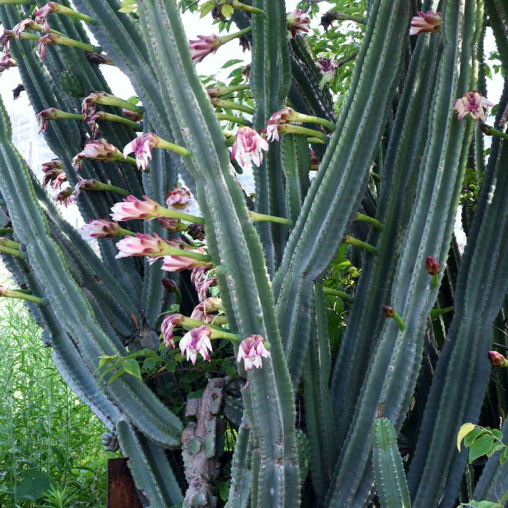 Cereus peruvianus - Zuilcactus