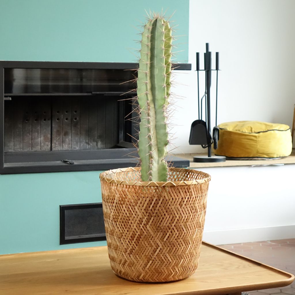 Cereus peruvianus - Zuilcactus