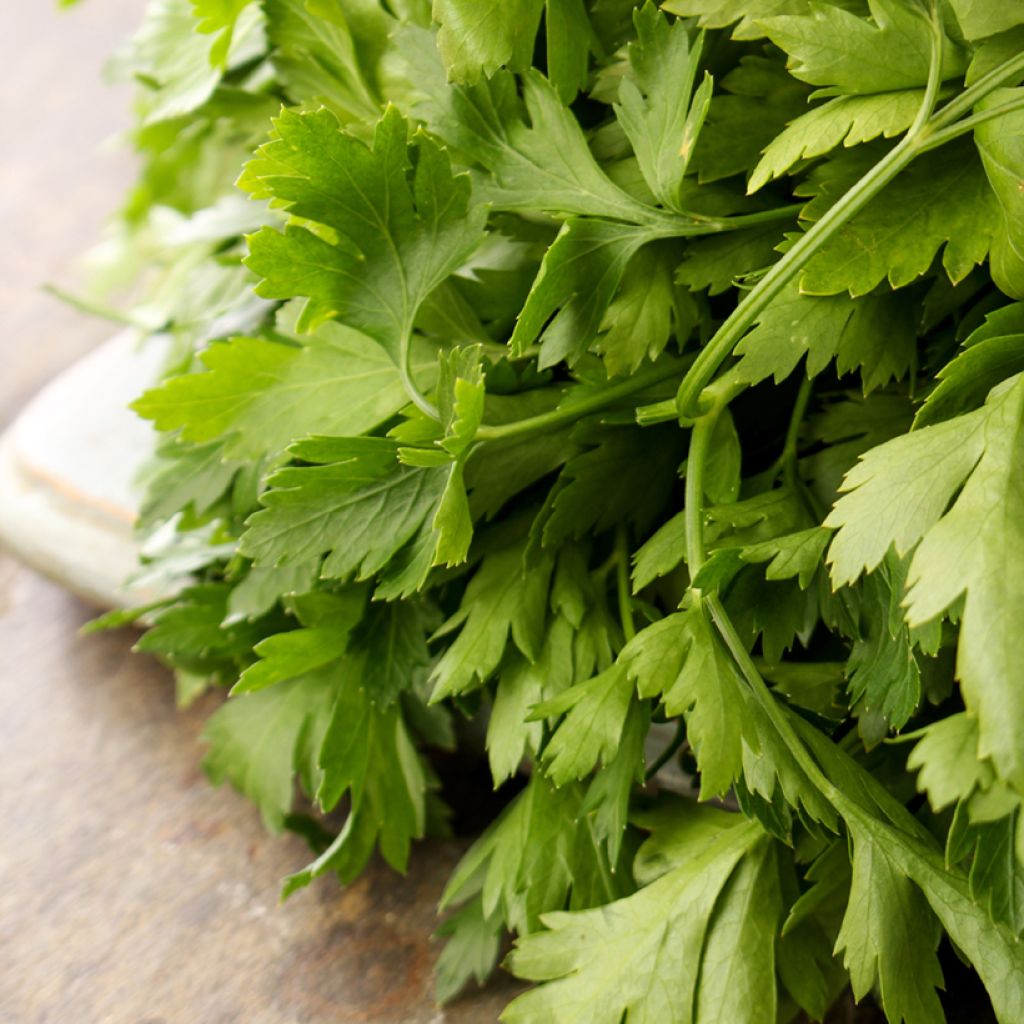 Kervel - Anthriscus cerefolium