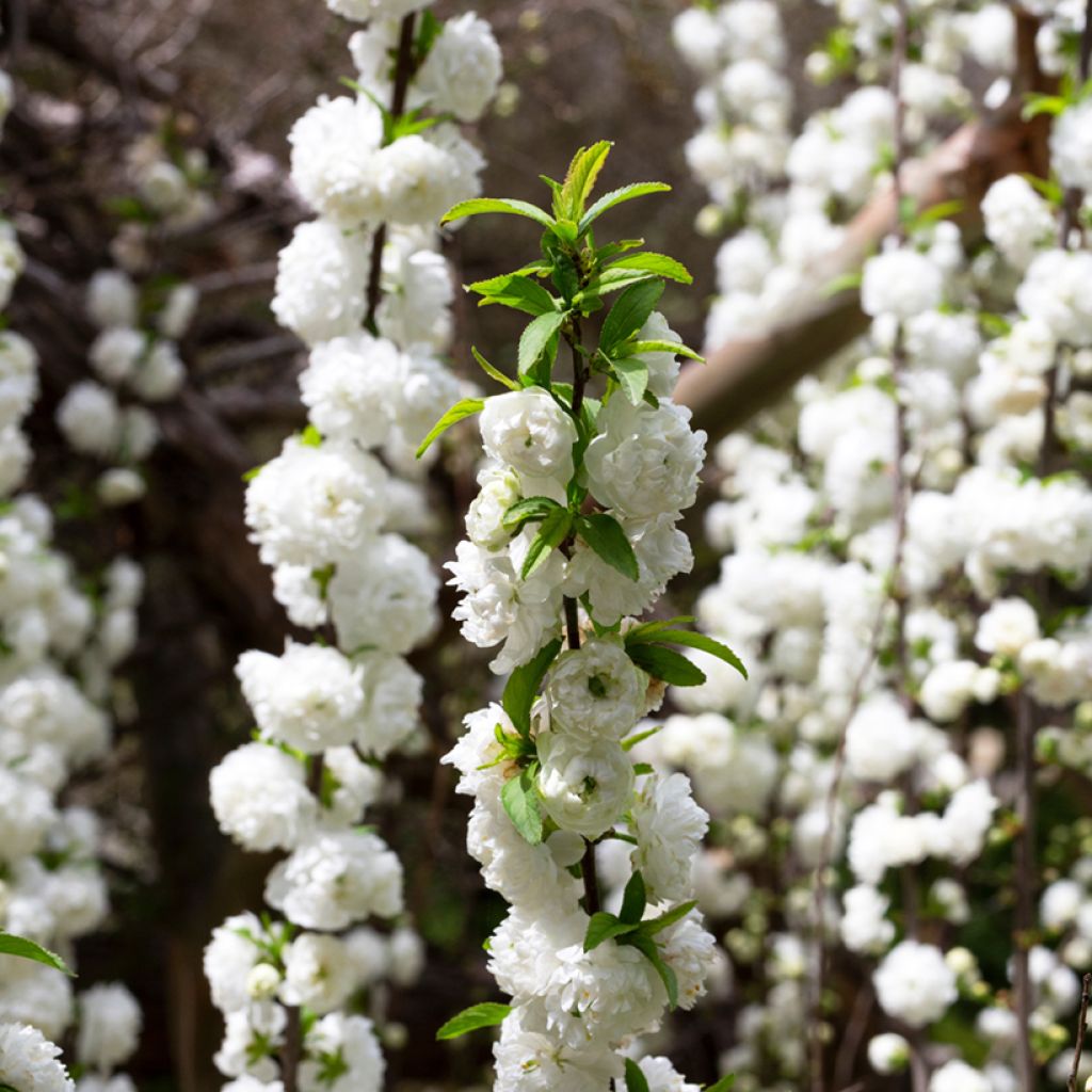 Prunus glandulosa Alba Plena - Witte amandel