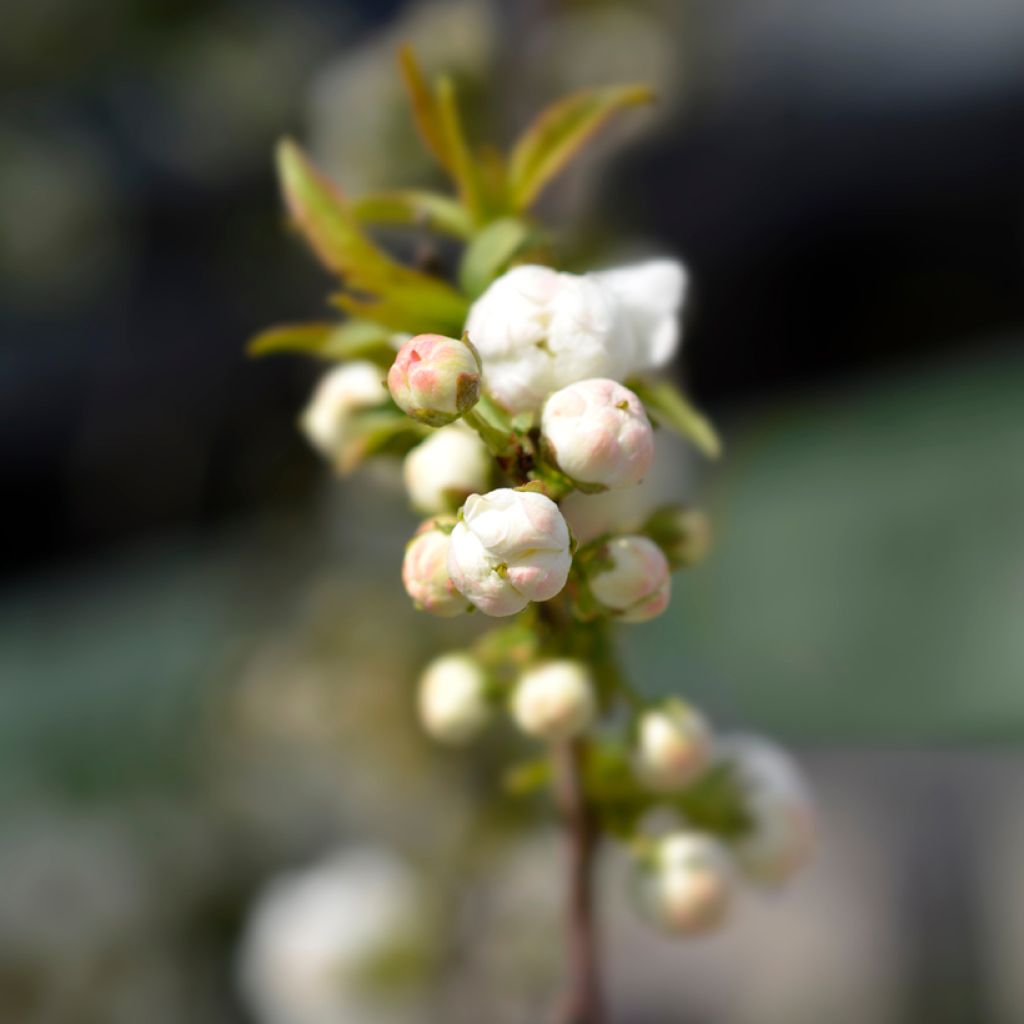 Prunus glandulosa Alba Plena - Witte amandel